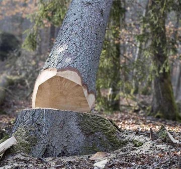 travaux d’abattage arbres