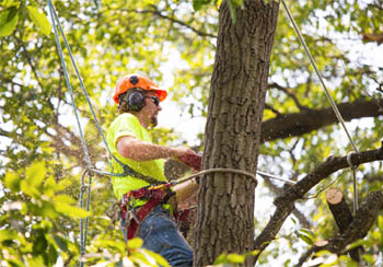 Abattage et élagage d’arbre 78 et 92