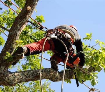 élagage et étêtage d’arbre du 92 et 78